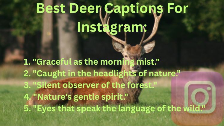 Best Deer Captions For Instagram