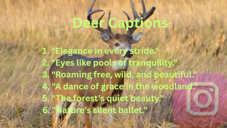Deer Captions