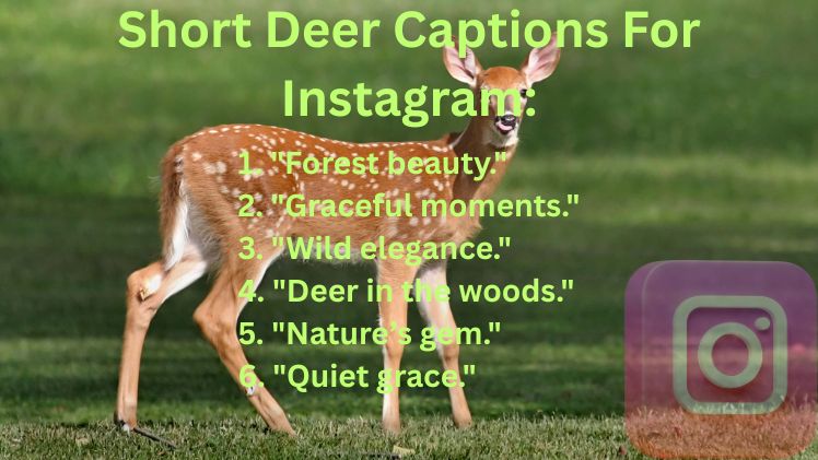 Short Deer Captions For Instagram
