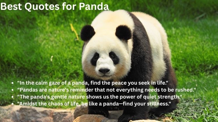 Best Quotes for Panda