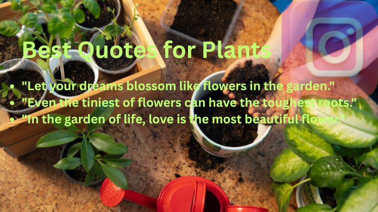 Best Quotes for Plants
