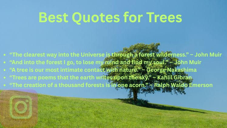 Best Quotes for Trees