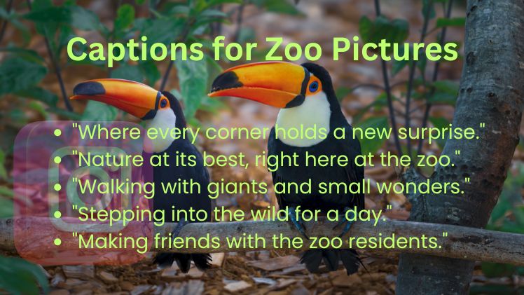 Captions for Zoo Pictures