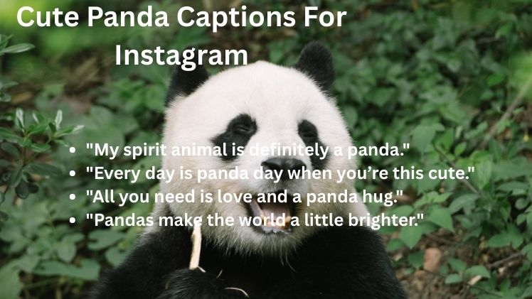 Cute Panda Captions For Instagram