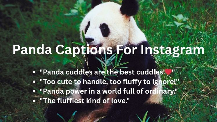 Panda Captions For Instagram