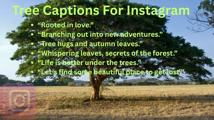 Tree Captions For Instagram