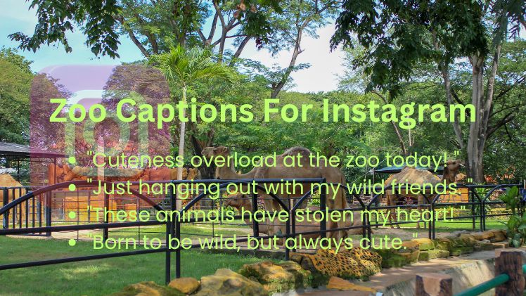 Zoo Captions For Instagram